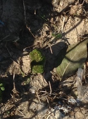 Maclura pomifera