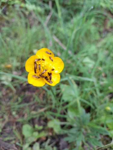 Micropterix calthella