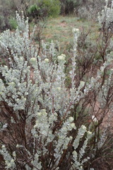 Pentzia dentata