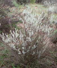 Pentzia dentata
