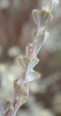 Pentzia dentata