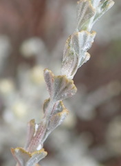 Pentzia dentata