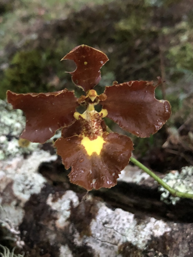 Gomesa praetexta