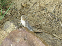 Oplurus cyclurus