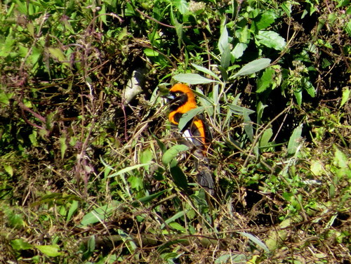 Icterus croconotus