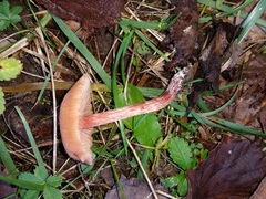 Laccaria laccata affinis
