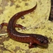 Eastern Mud Salamander - Photo (c) Justin Lee, some rights reserved (CC BY-NC), uploaded by Justin Lee