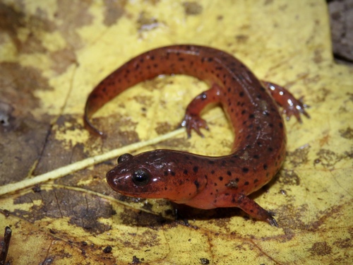 Mud Salamander