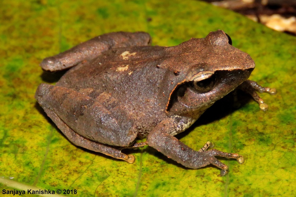 Gannoruwa Shrub Frog
