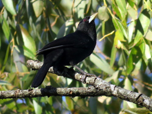 Cacicus solitarius