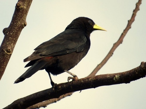 Cacicus haemorrhous
