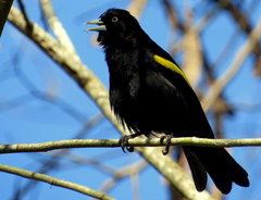 Cacicus chrysopterus