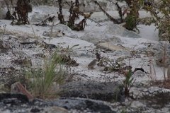 Passerculus sandwichensis princeps