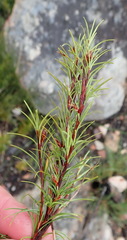 Ficinia ramosissima