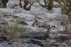 Passerculus sandwichensis princeps