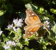 Libytheana carinenta