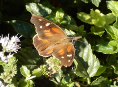 Libytheana carinenta