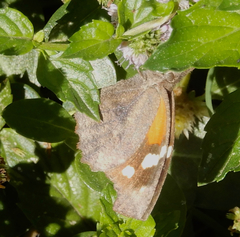 Libytheana carinenta