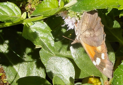 Libytheana carinenta