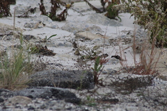 Passerculus sandwichensis princeps