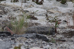 Passerculus sandwichensis princeps