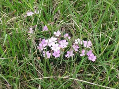 Dianthus microlepis