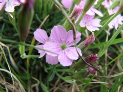 Dianthus microlepis