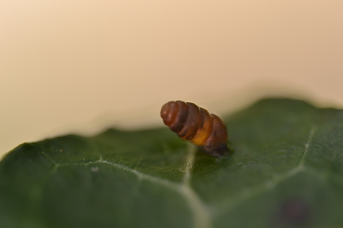 Toothless Chrysalis-snail