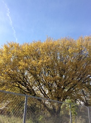 Magnoliopsida