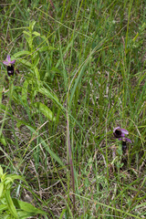 Ophrys bertolonii