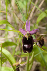 Ophrys bertolonii