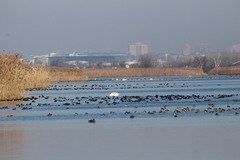 Fulica americana americana