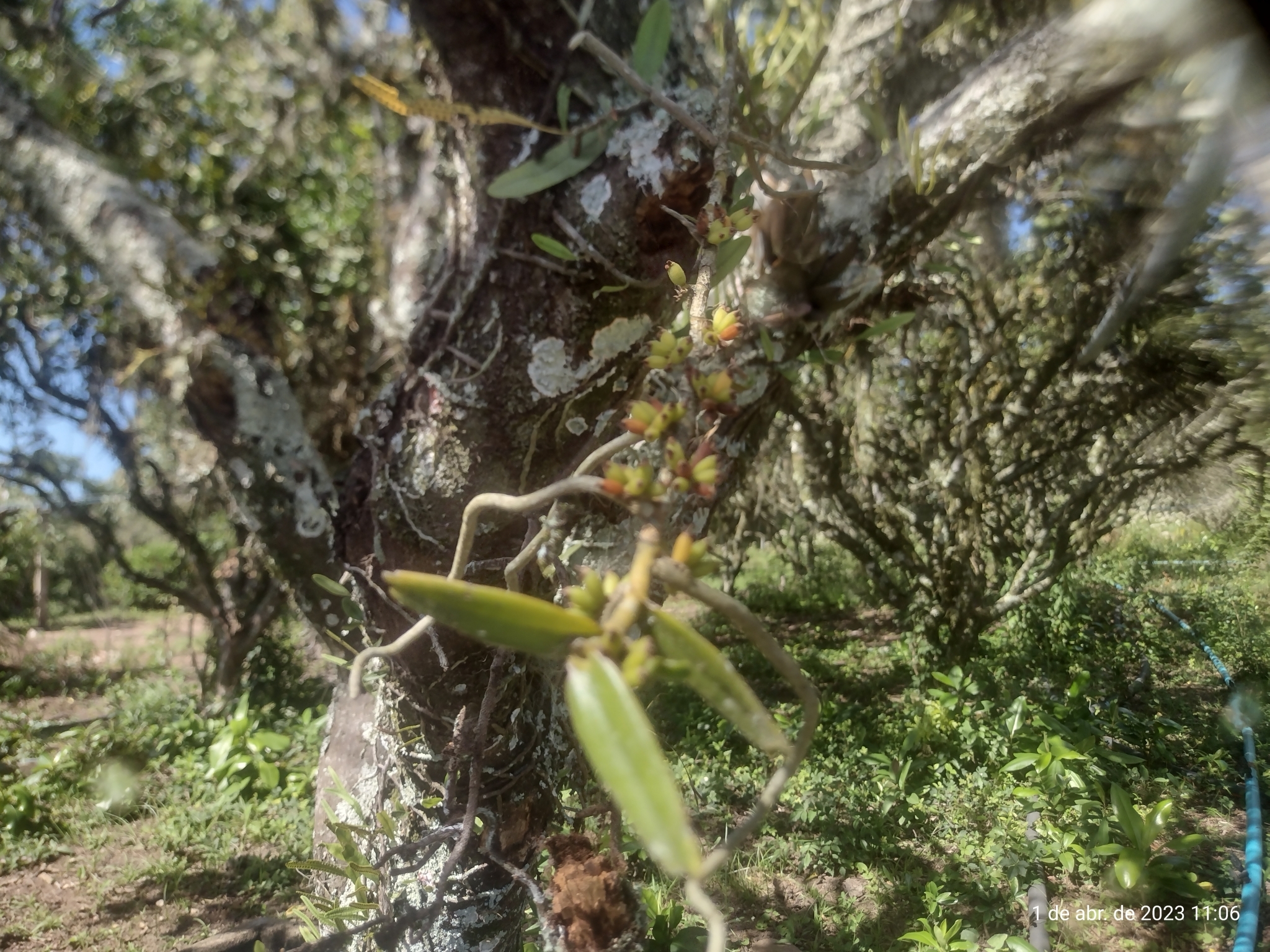 Imagem de Orquídea-de-cheiro