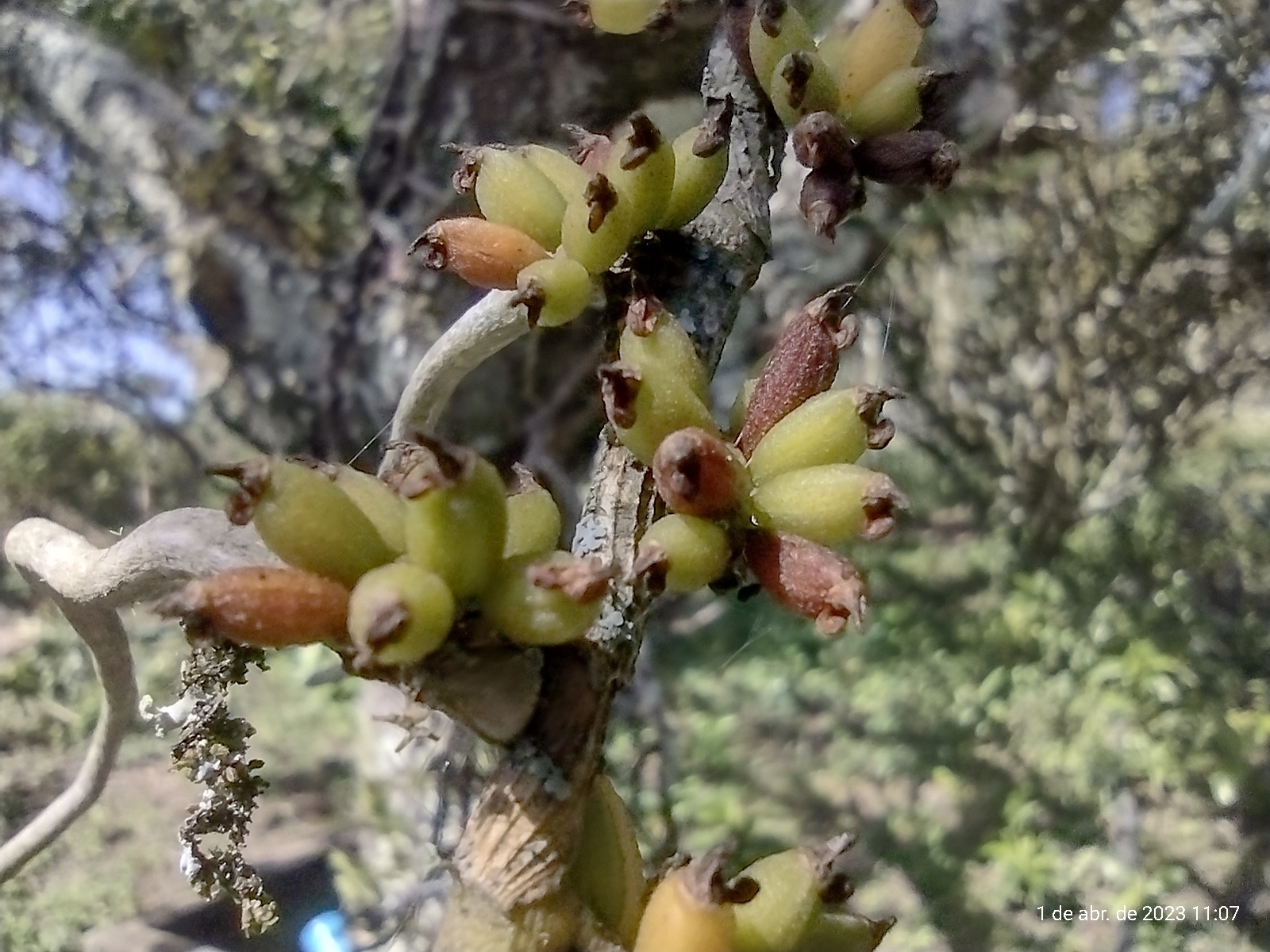 Imagem de Orquídea-de-cheiro
