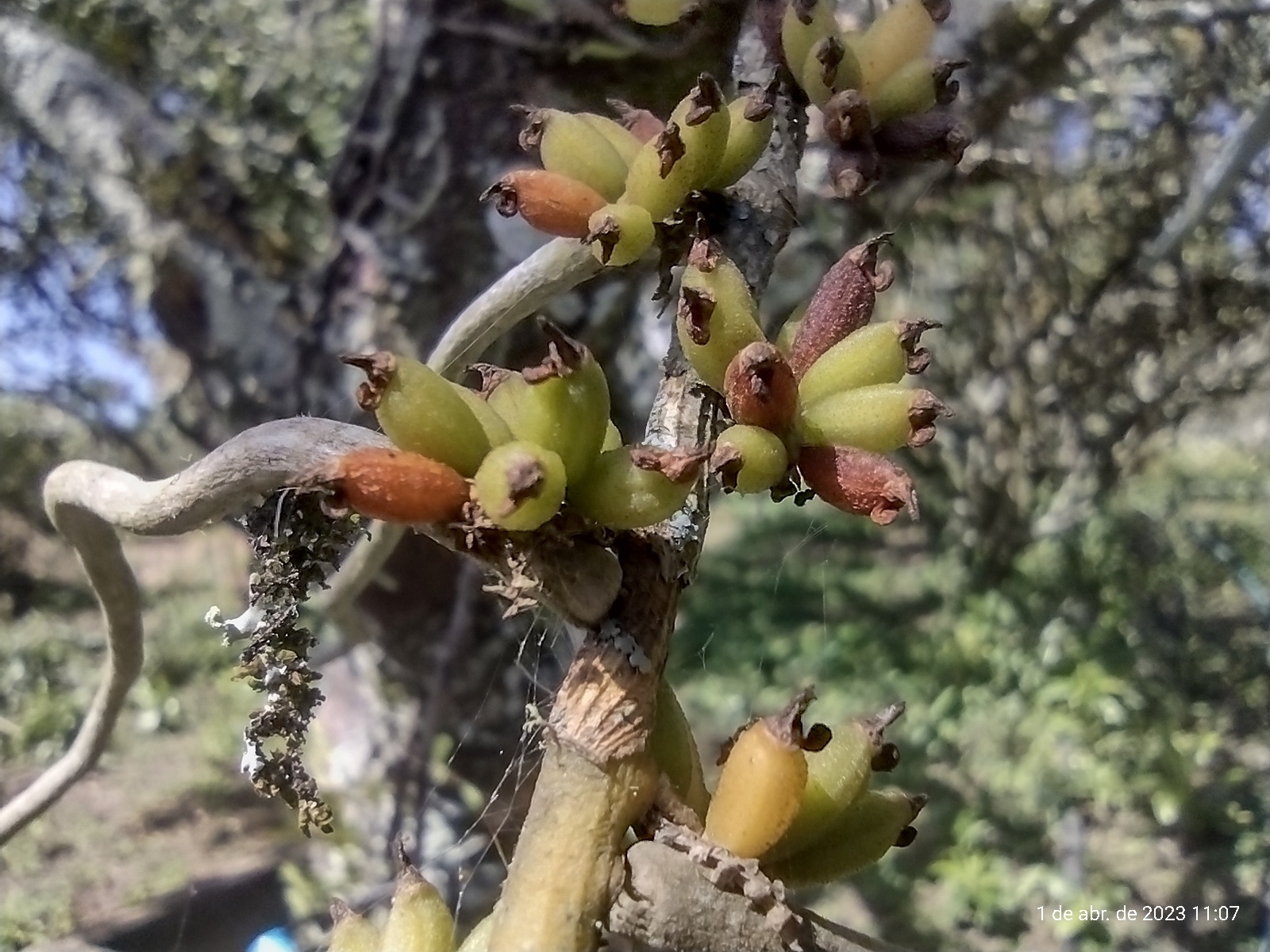 Imagem de Orquídea-de-cheiro