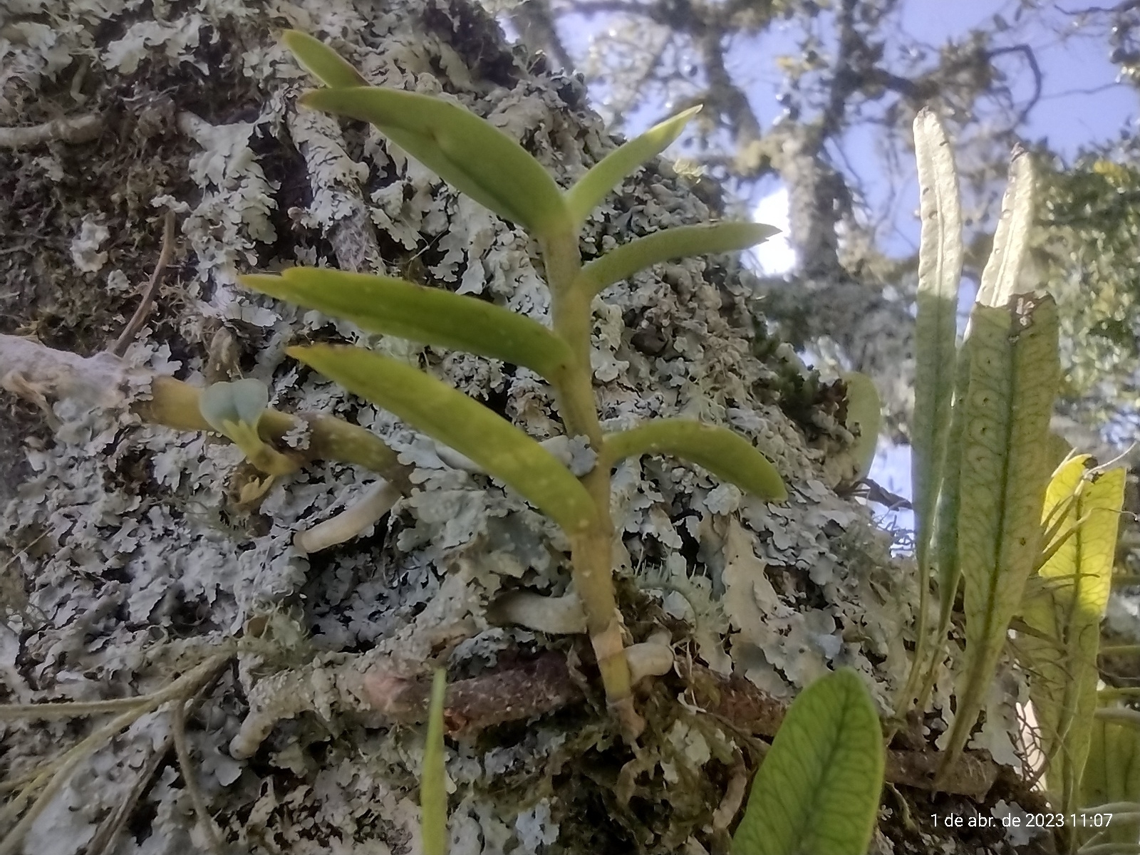 Imagem de Orquídea-de-cheiro