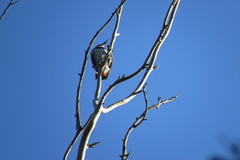 Colaptes auratus collaris