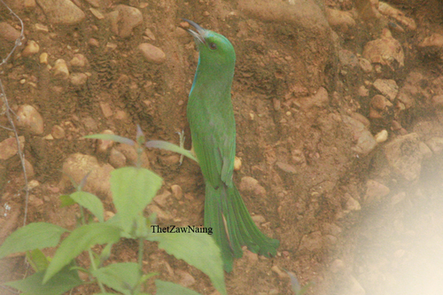 Blue-bearded Bee-eater