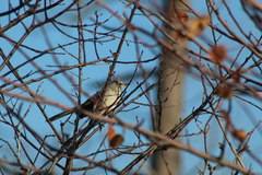 Mimus polyglottos polyglottos