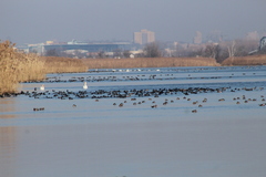 Fulica americana americana