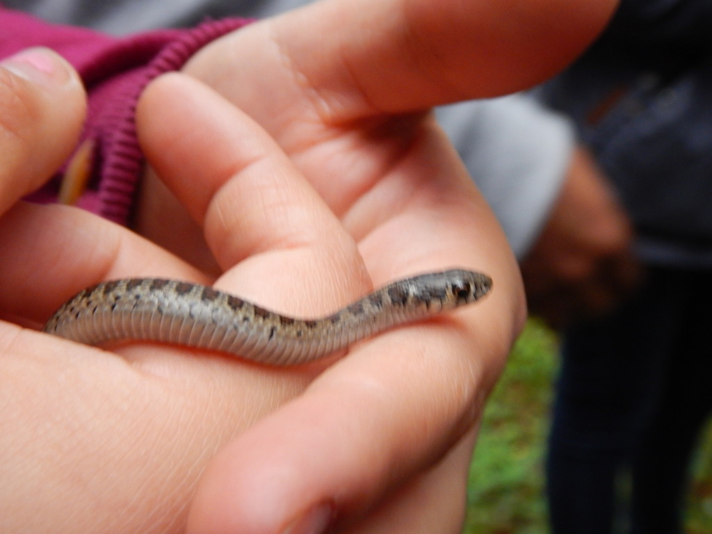 Longtail Alpine Garter Snake From Tlacolulan, Veracruz, Mexico On October 18, 2018 At 02:11 PM ...