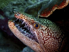 Mosaic Moray photo 2