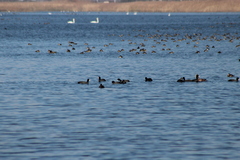 Fulica americana americana