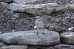 Mimus polyglottos polyglottos