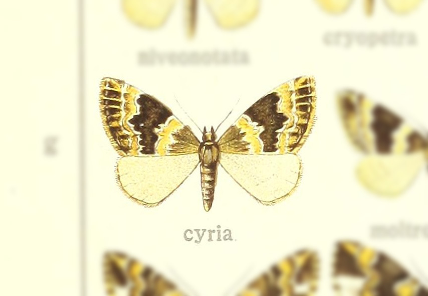 Electrophaes cyria