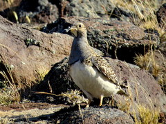 Thinocorus orbignyianus