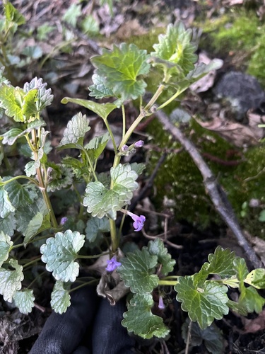 ground-ivy