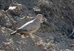 Metriopelia melanoptera