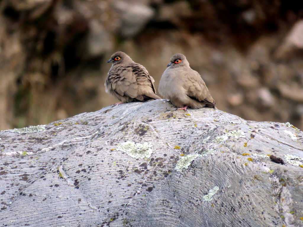 Moreno's Ground Dove