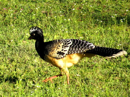 Crax fasciolata